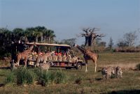 safari truck on savana land with giraffes and zebras